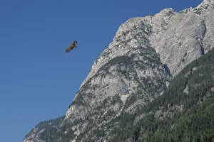 Drucke von Goldener Adler streckt seine Flügel aus, schwebt elegant neben einem rauhen Bergfels unter einem klaren blauen Himmel, Kroatien Steinadler Drucke: Goldener Adler breitet seine Flügel aus.