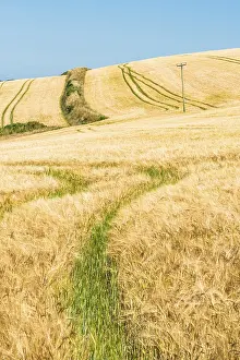 Deserted Farmland UK Drucke: Golden fields of grain, Cornwall