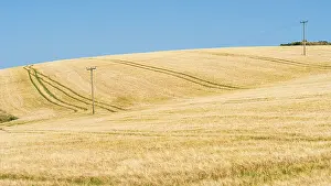 Agricultural Landscape UK Drucke: Golden fields of grain, Cornwall