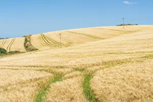 Agricultural Landscape England Drucke: Golden fields of grain, Cornwall