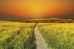 Deserted Farmland At Sunset Drucke: Golden fields of grain at sunset