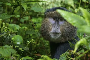 East Africa Nature Reserves Drucke: Golden monkey (Cercopithecus kandti)