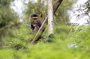 Rwanda Wildlife Photography Drucke: Golden monkey (Cercopithecus mitis kandti) in the bamboo forest