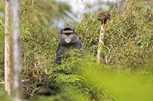 Rwanda Wildlife Photography Drucke: Golden monkey (Cercopithecus mitis kandti) in the bamboo forest