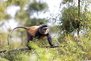 Golden Monkey In Bamboo Forest Drucke: Golden monkey (Cercopithecus mitis kandti) in the bamboo forest