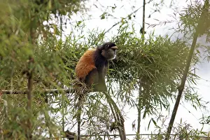 Rwanda Wildlife Photography Drucke: Golden monkey (Cercopithecus mitis kandti) in the bamboo forest