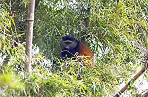 Golden Monkey In Bamboo Forest Drucke: Golden monkey (Cercopithecus mitis kandti) in the bamboo forest