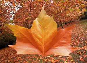 Colorful Foliage Drucke: Golden october