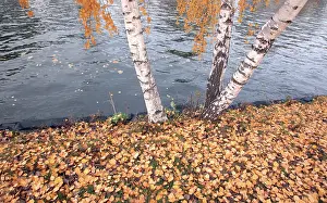Multicoloured Autumn Leaves Drucke: Golden october