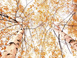 Variegated Leaf Patterns Drucke: Golden october
