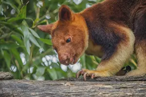 Drucke von Ein wunderschönes Exemplar des seltenen Goodfellow's Tree Kangaroo, das sich in seinem natürlichen Lebensraum auf New Guinea bewegt Ctenomyidae Drucke: Dendrolagus goodfellowi buergersi
