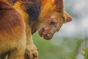 Drucke von Goodfellow's Baumkänguru, dendrolagus goodfellowi buergersi, Erwachsener Nahschuss. Portrait eines sehr süßen seltenen roten Tieres Ctenomyidae Drucke: Gutenbergs Baumkänguru