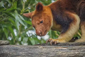Drucke von Ein wunderschönes Exemplar des Goodfellow's Tree Kangaroo, dendrolagus goodfellowi buergersi, zeigt sich in diesem Porträt Ctenomyidae Drucke: Dendrolagus goodfellowi buergersi