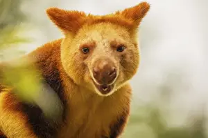 Drucke von Goodfellow's Baumkänguru, dendrolagus goodfellowi buergersi, Erwachsener Nahansicht. Portrait eines sehr süßen seltenen roten Tieres Ctenomyidae Drucke: Goodfellows Baumkänguru