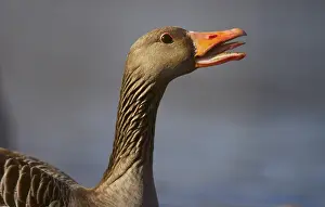 Bird Detail View Drucke: Goose. Beak