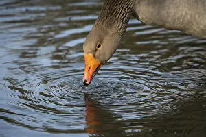 Drucke von Gans am Wasser Graugans Drucke: Gänse am Wasser