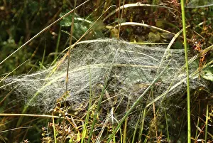Autumn Season Photography Drucke: Gossamer