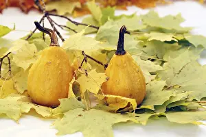 Deserted Autumn Foliage Drucke: Gourds