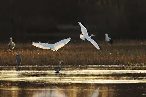 Serene Rural Landscape Photo Drucke: Graceful egrets take flight over a tranquil marsh