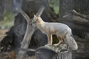 Mammalian Wildlife Photos Drucke: A graceful fox stands on a log