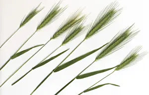 Grocery Store Still Life Drucke: Grain, barley