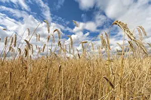 Cereal Cultivation Drucke: Grain field
