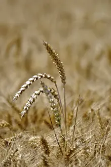 Uninhabited Agricultural Land Drucke: Grain field