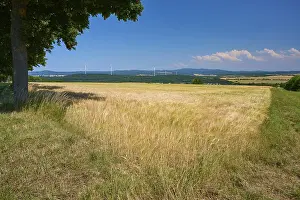 European Countryside Scenery Drucke: Grain field under clear sky with clouds and a single tree in the foreground
