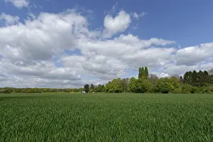Grain Field Germany Drucke: Grain field with deciduous forest in the background