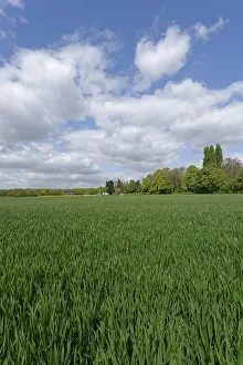 Grain Field Photography Drucke: Grain field with deciduous forest in the background
