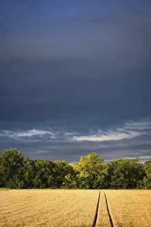Stormy Atmosphere In Southern Germany Drucke: A grain field in dramatic light after a thunderstorm