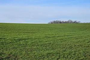 Spessart Forest Scenery Drucke: Grain field, forest, clouds, spring