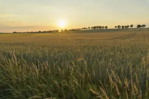 Row Of Trees Germany Drucke: Grain field with row of trees at sunset