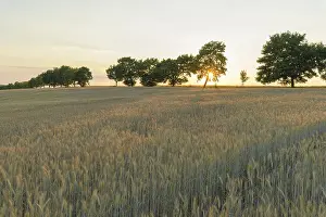 Evening Sun In Germany Drucke: Grain field with row of trees at sunset