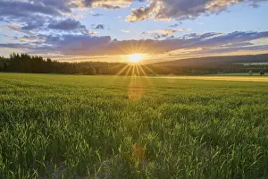 German Farmland Photography Drucke: Grain field, sky, sunset, spring