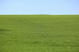 Cultivated Landscape Photo Drucke: Grain field in spring, green