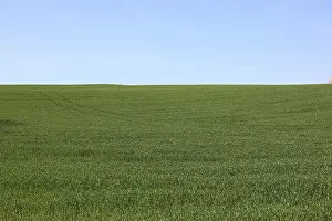 Cultivated Landscape Photography Drucke: Grain field in spring, green