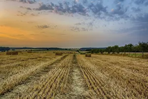 Sunset Landscape Drucke: Grain field in the sunset