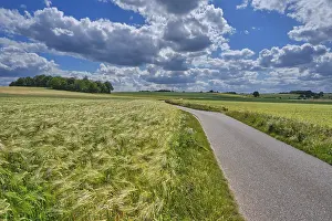 Grain Fields Germany Drucke: Grain fields, between forest and individual trees