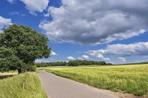 Grain Fields Germany Drucke: Grain fields, between forest and individual trees