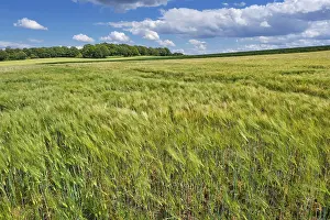 Grain Fields Germany Drucke: Grain fields, between forest and individual trees