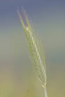 Close Up Grain Drucke: Grain spike