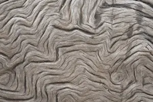 Tree Trunk Texture Drucke: Grain, wood, grain, shape, structure