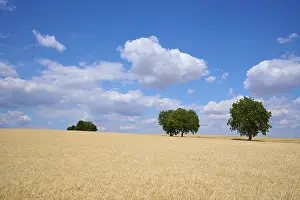 Summer Landscape Photography Germany Drucke: Grainfield with walnut trees in summer