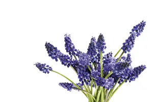Nature Photography Botany Drucke: Grape Hyacinths