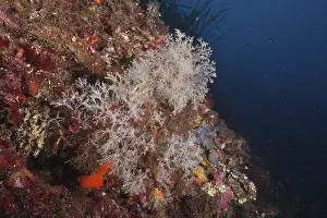 Giens Peninsula Dive Site Drucke: Grape-shaped tree polyp (Eudendrium racemosum) underwater