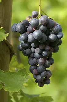 Wine Growing Region Germany Drucke: Grape-vine