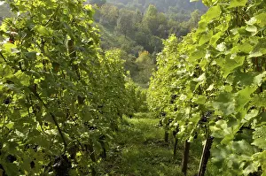 Red Grape Vine Drucke: Grape-vine