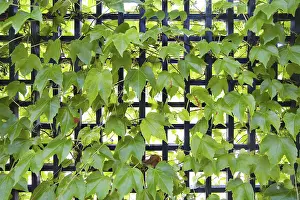 Wine Grape Background Drucke: Grape-vine in a garden
