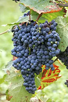 Grape vine (Vitis vinifera), fruit